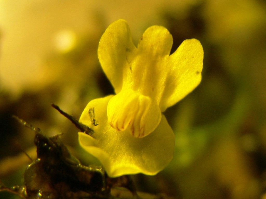 Utricularia perversa P.Taylor
