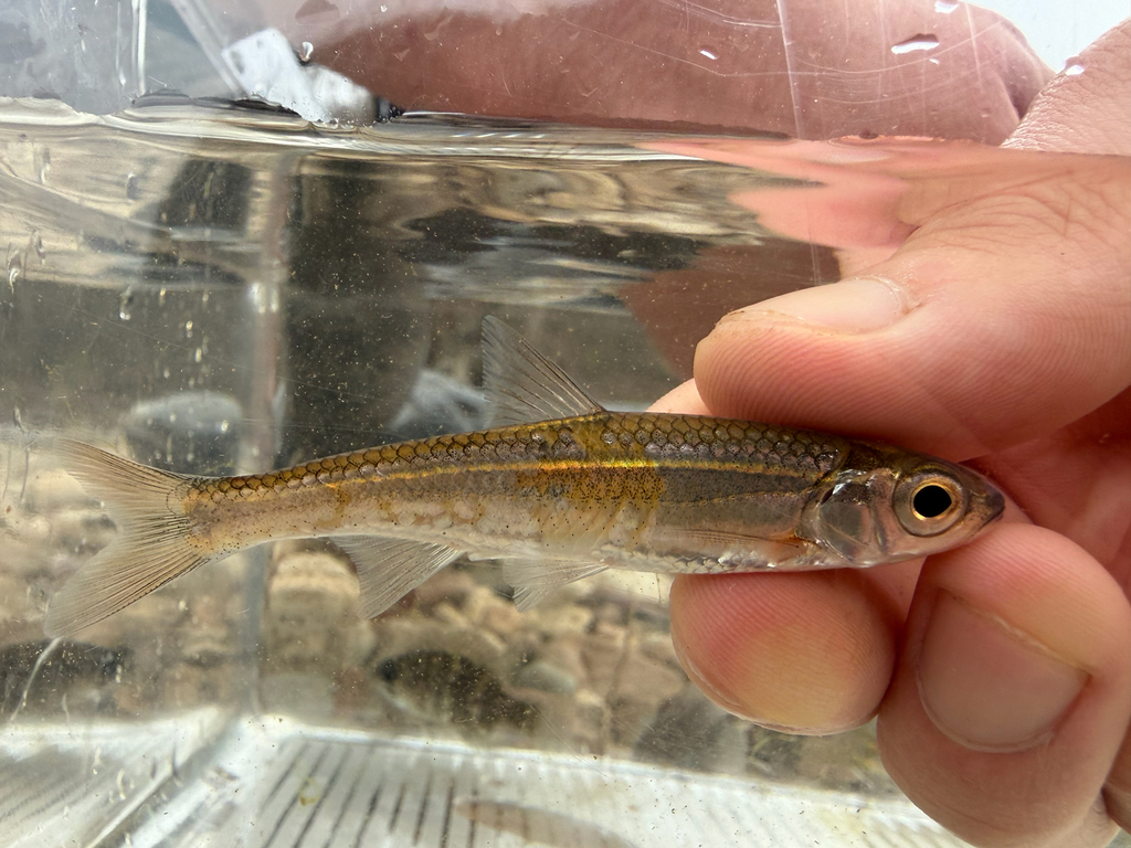 Duskystripe Shiner
