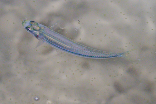 Samoan hardyhead (Hypoatherina temminckii) — Atherinidae — 3
