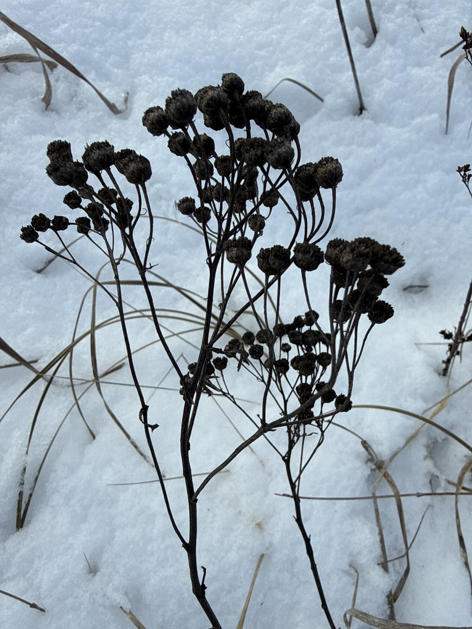 Common tansy