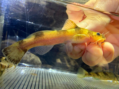 Ozark Madtom photo 3