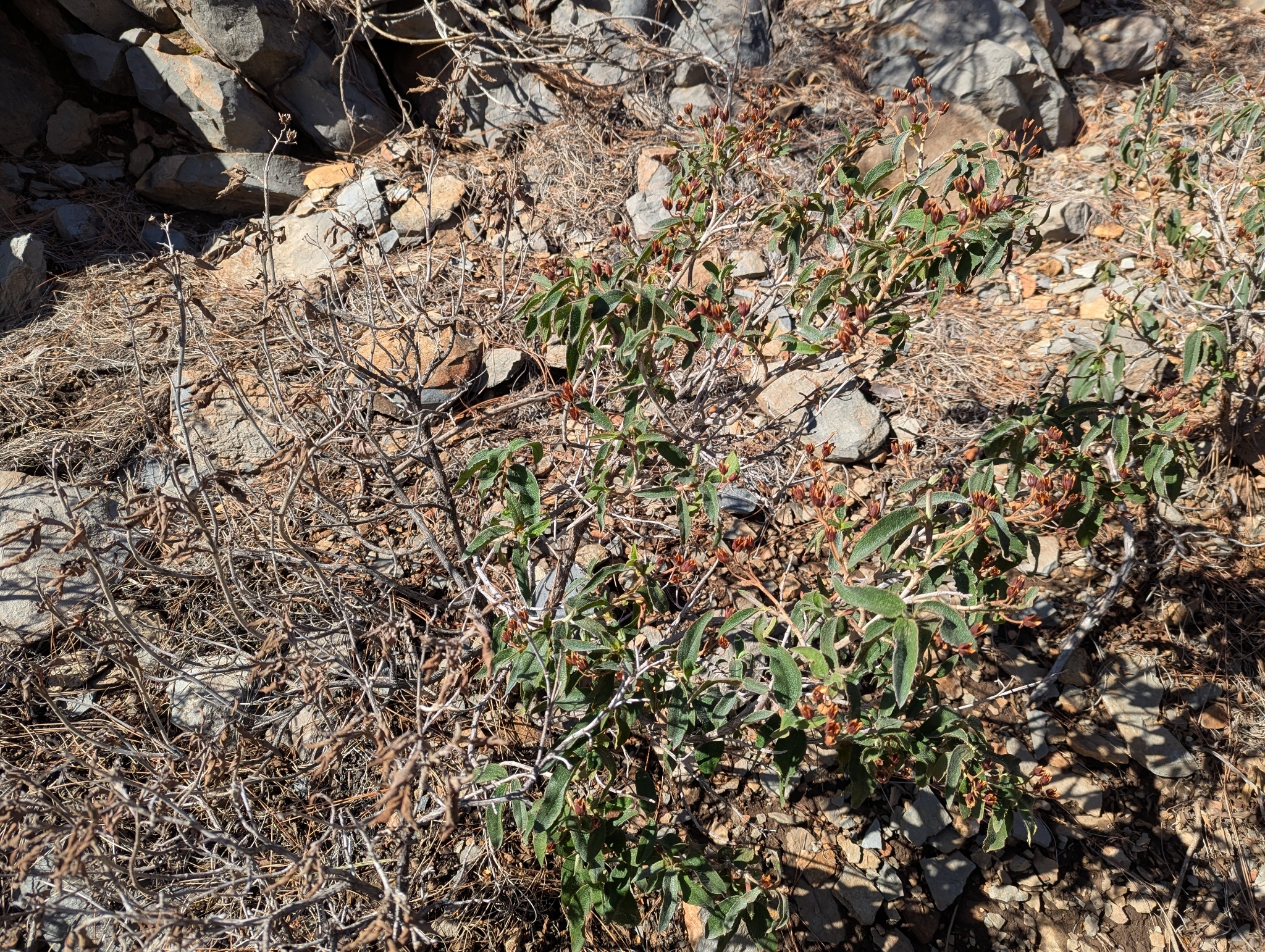 Cistus symphytifolius