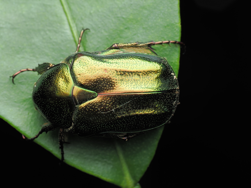 Pyropotosia
