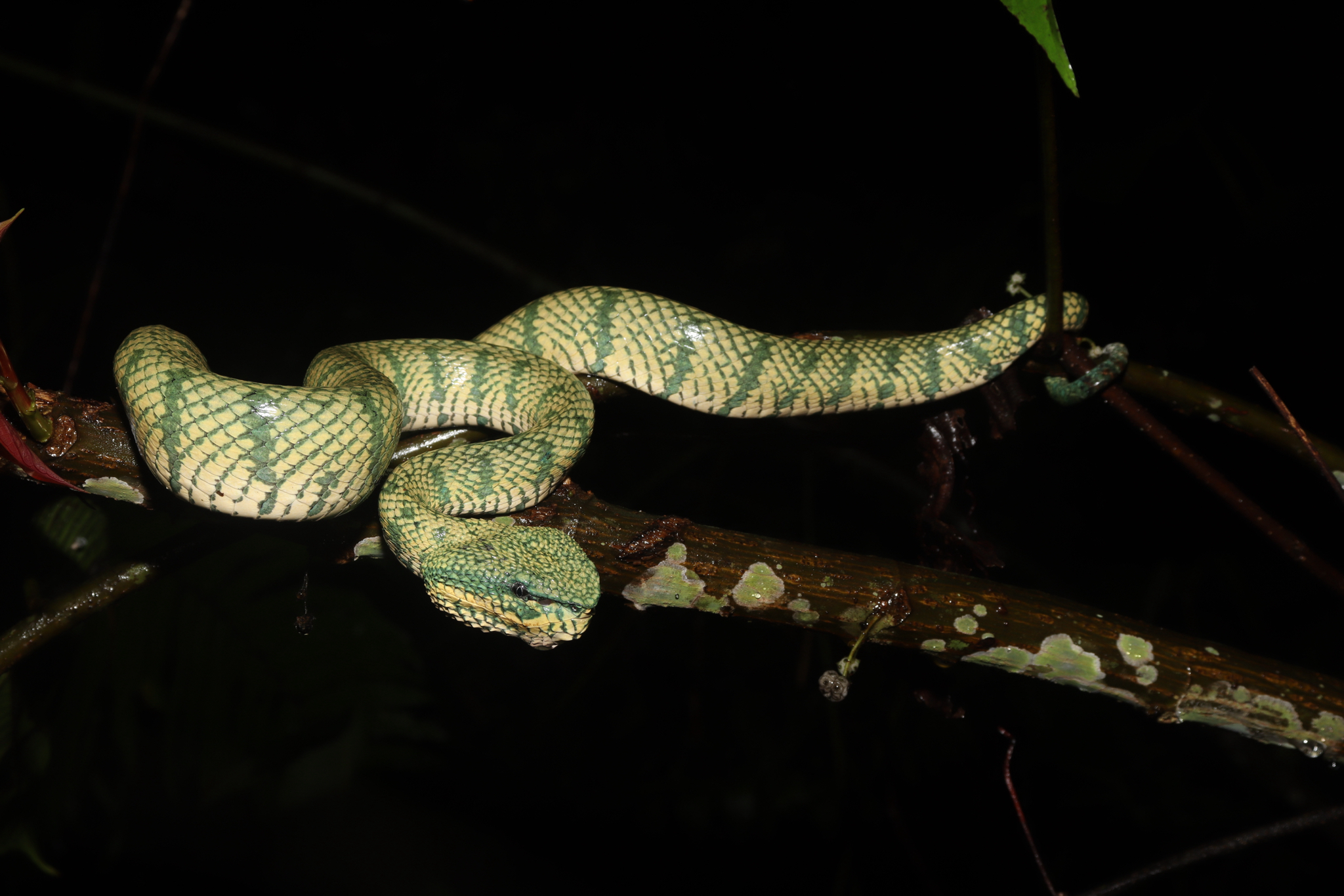 Tropidolaemus subannulatus (Gray, 1842)