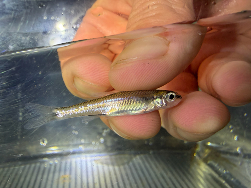 Bigeye Shiner
