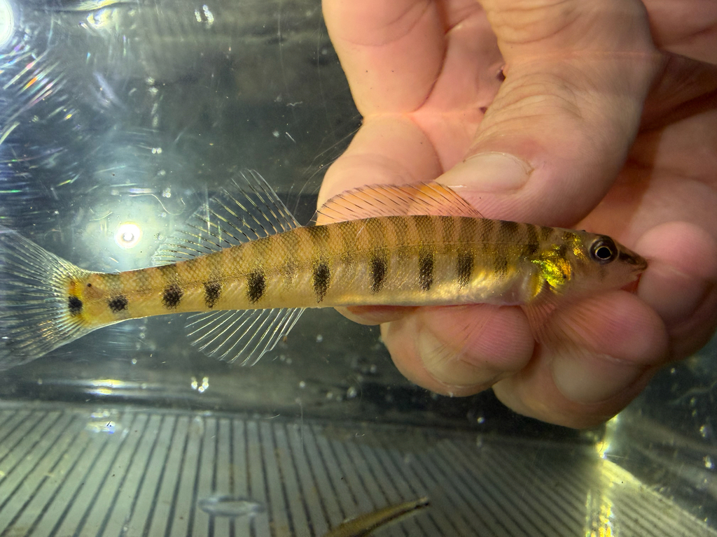 Ozark Logperch