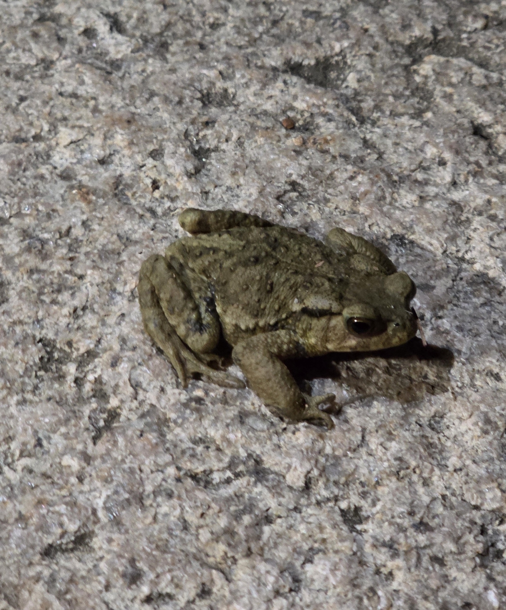 Bufo bankorensis Barbour, 1908