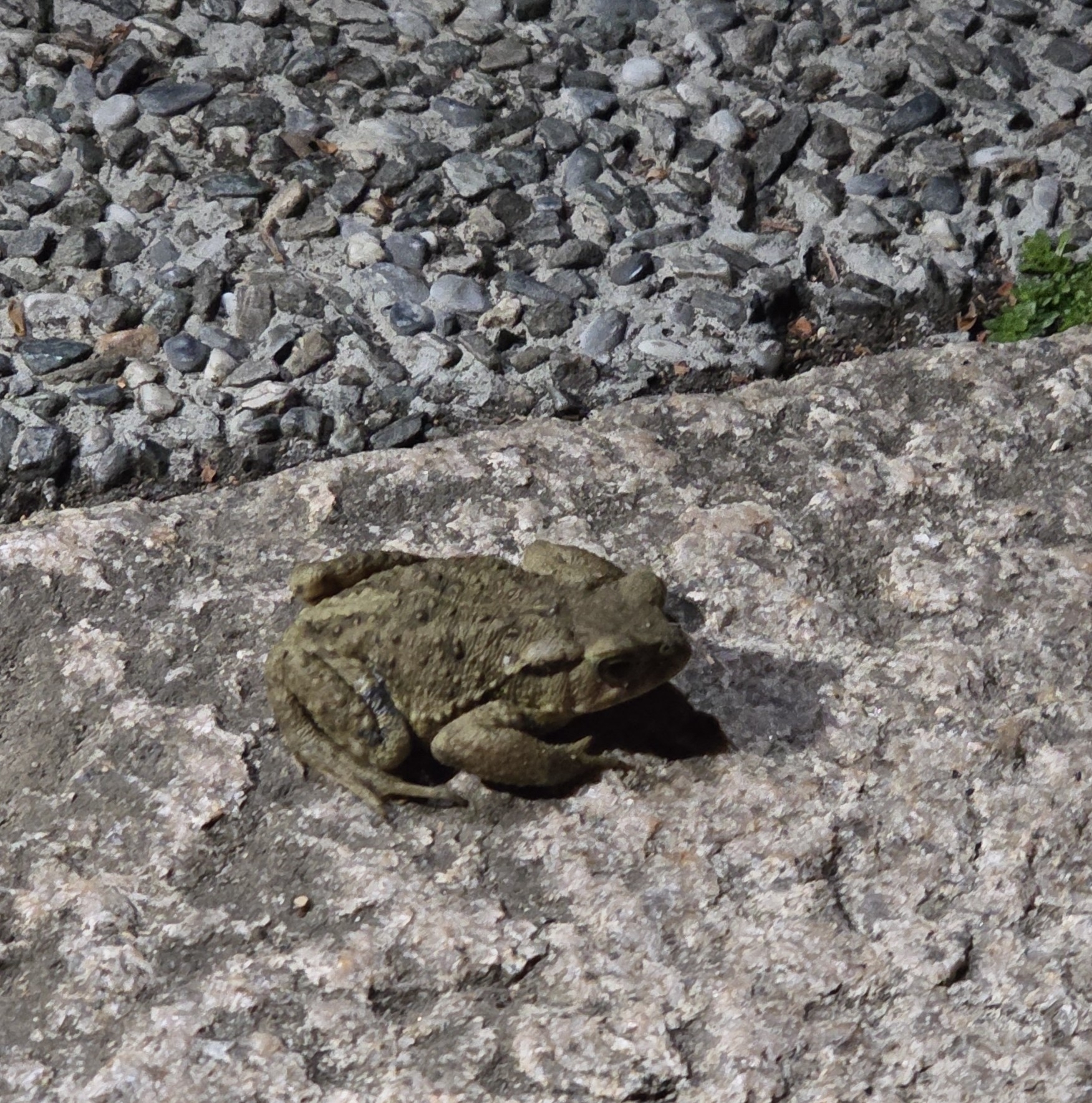 Bufo bankorensis Barbour, 1908
