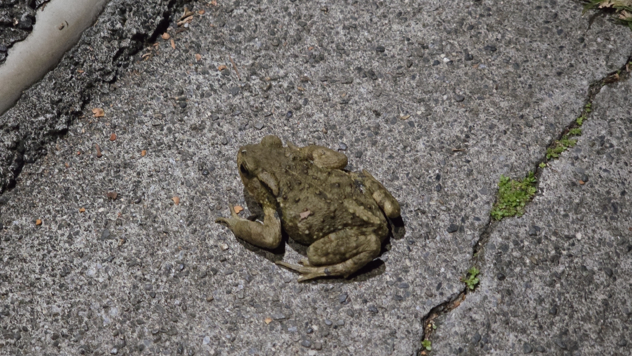 Bufo bankorensis Barbour, 1908