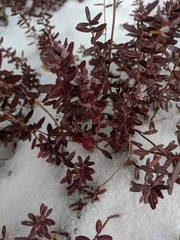 Vaccinium macrocarpon