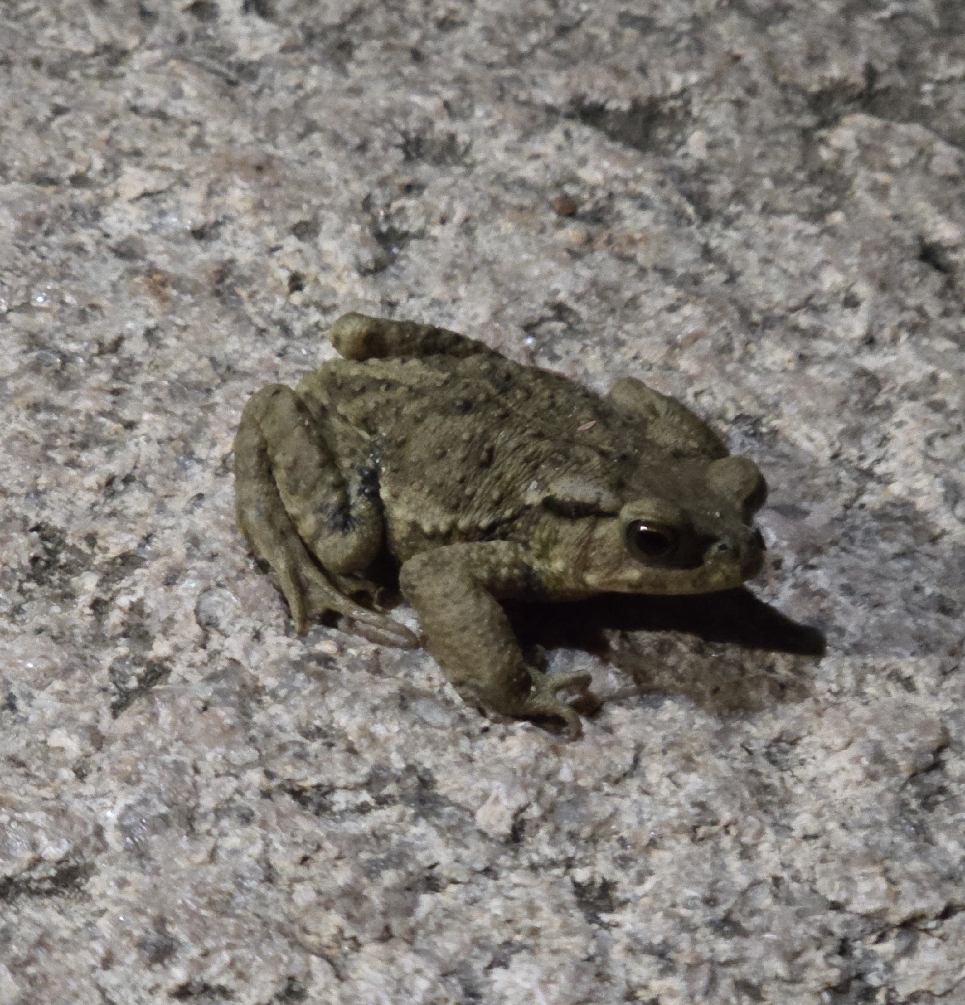 Bufo bankorensis Barbour, 1908