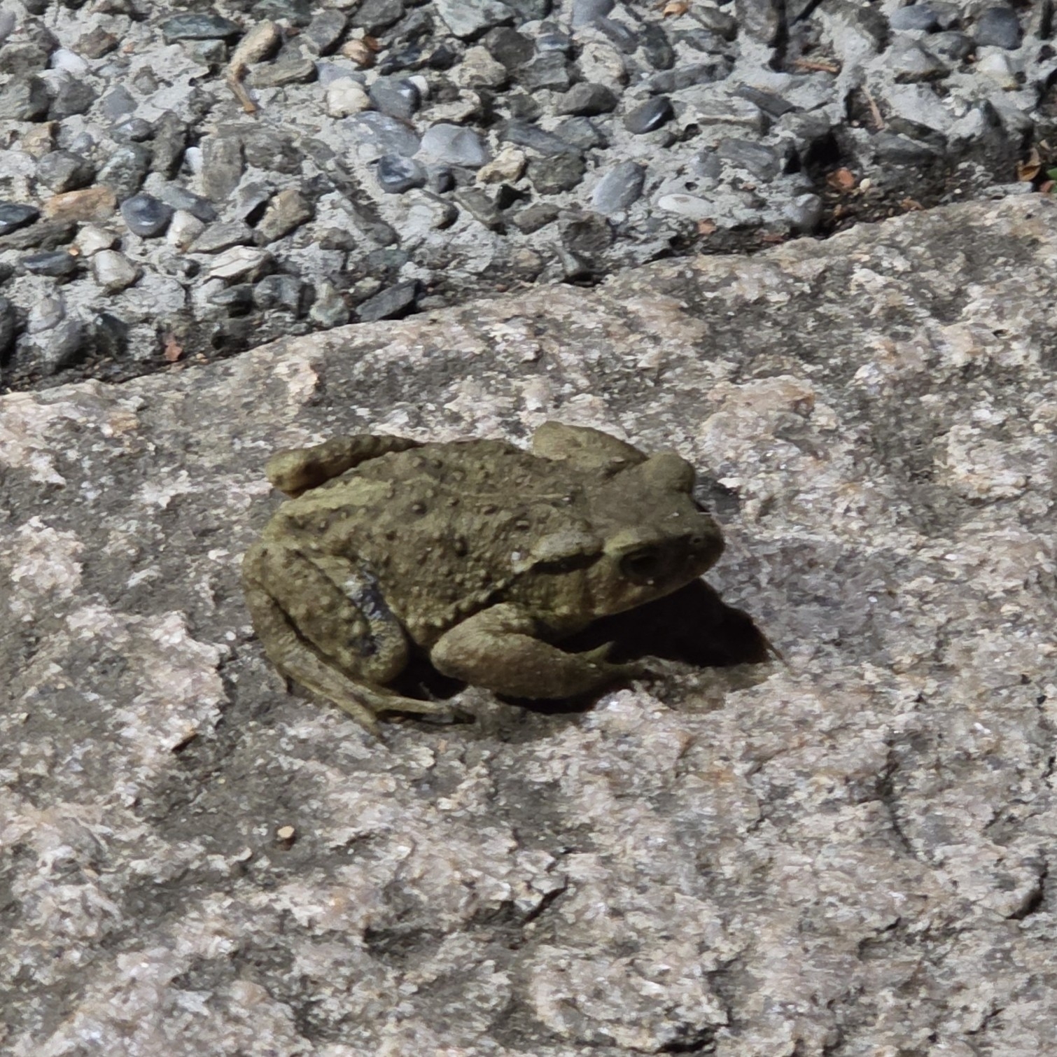 Bufo bankorensis Barbour, 1908