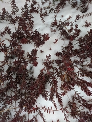 Vaccinium macrocarpon