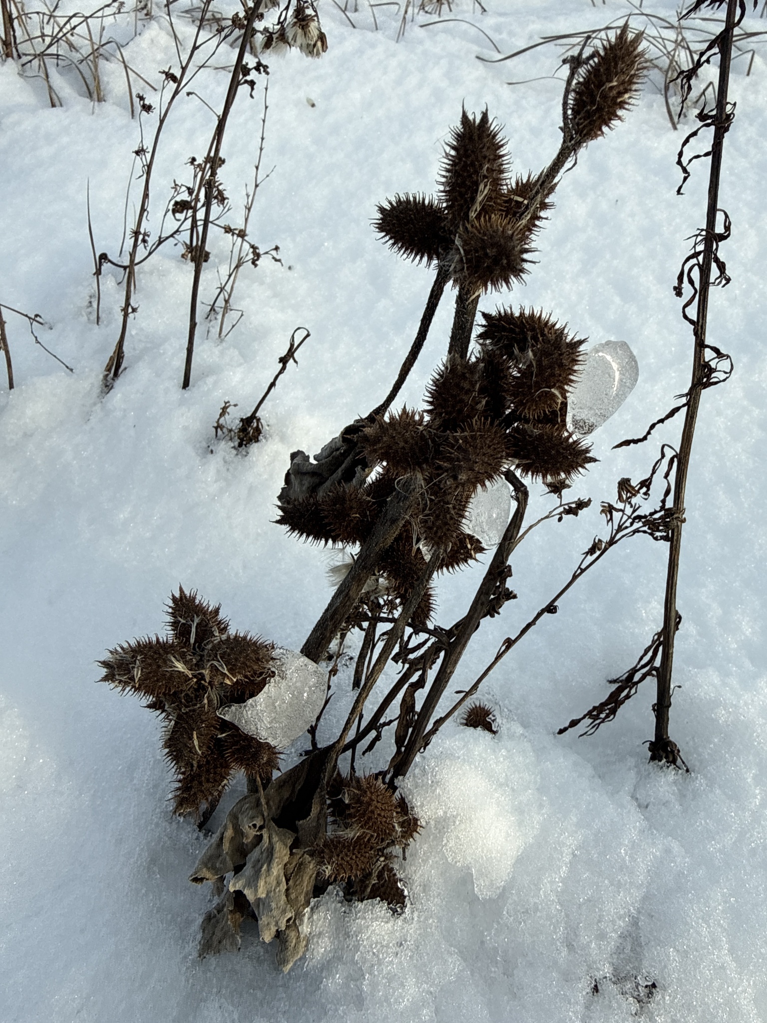 Oriental cocklebur