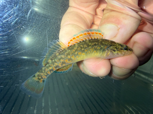 Redfin darter (Etheostoma whipplei) — Percidae