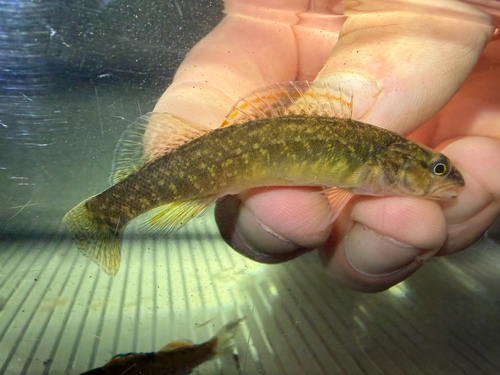 Redfin darter (Etheostoma whipplei) — Percidae — 2