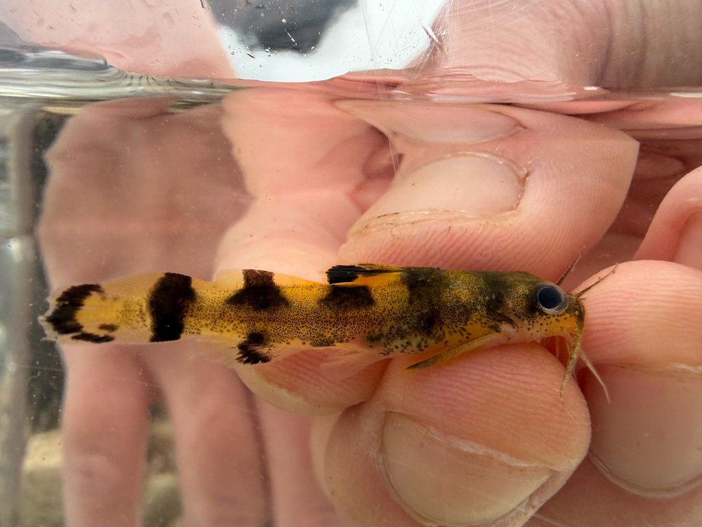 Checkered Madtom