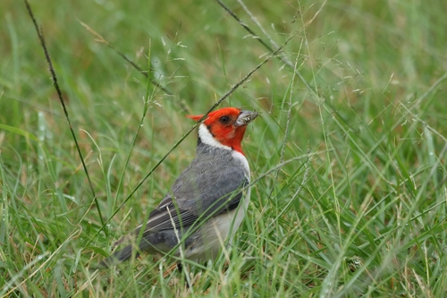 Red-crested Cardinal (Paroaria coronata), photo 5