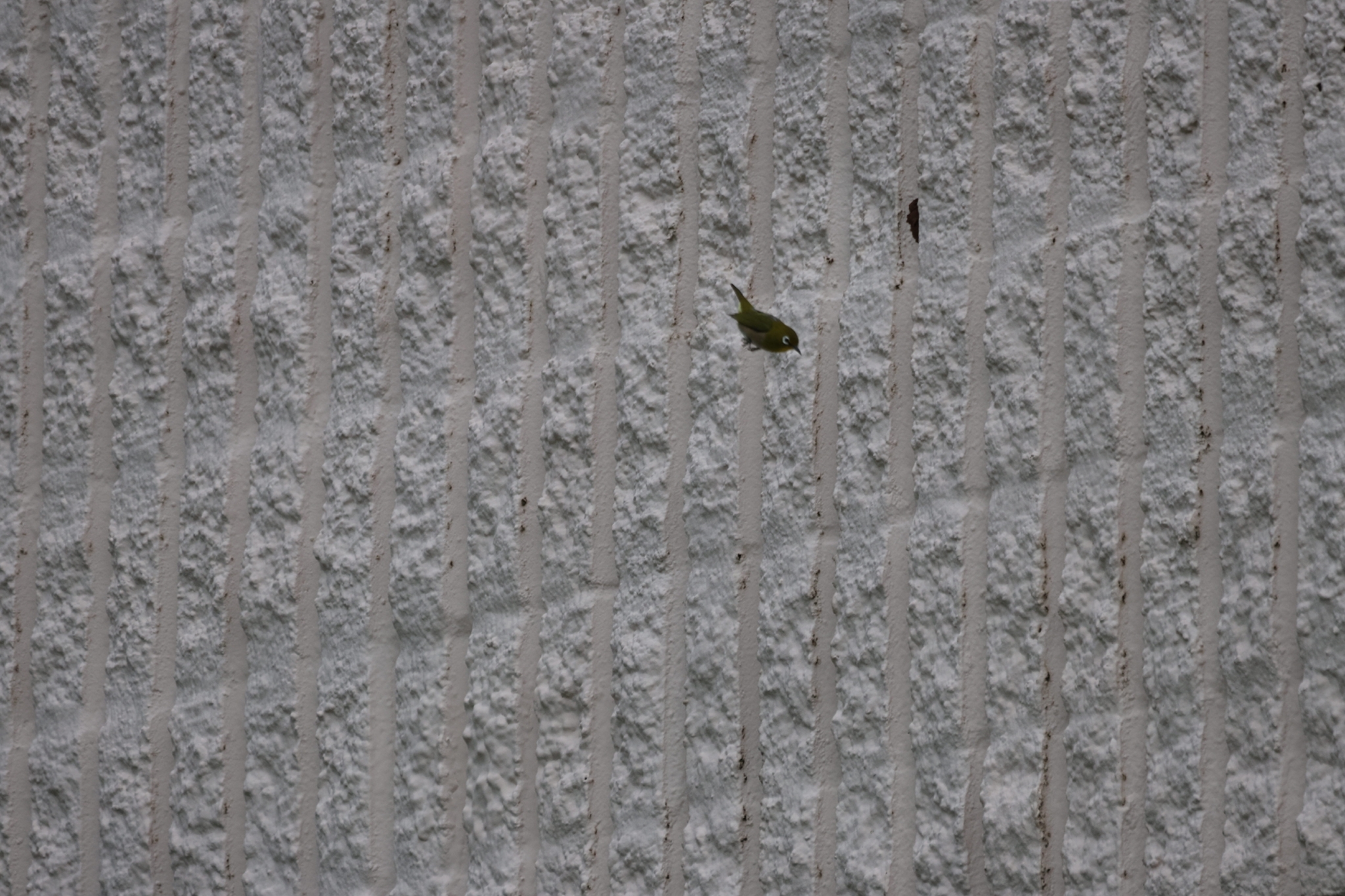 Warbling White-eye (Zosterops japonicus), photo 1