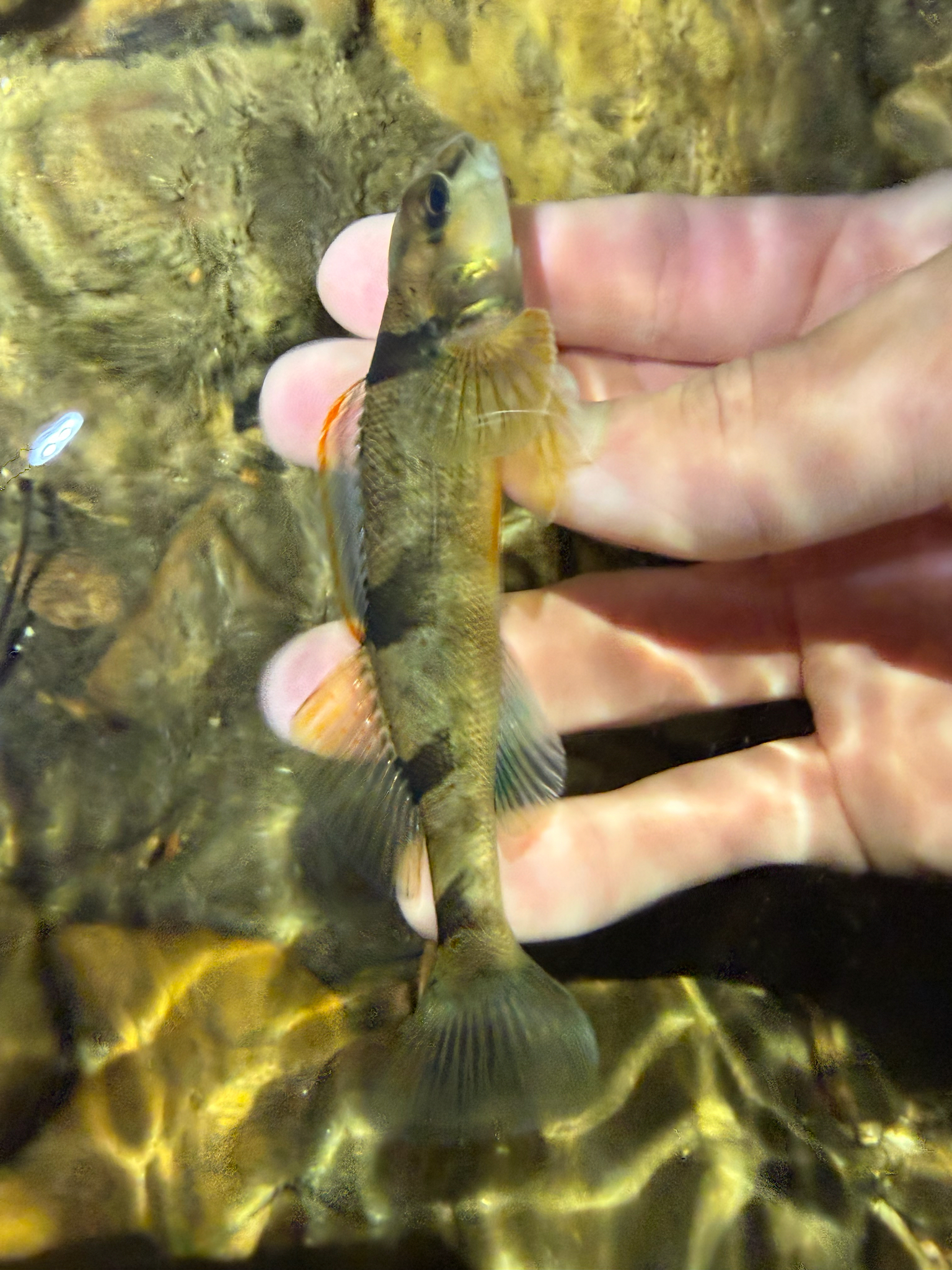 Arkansas Saddled Darter photo 6