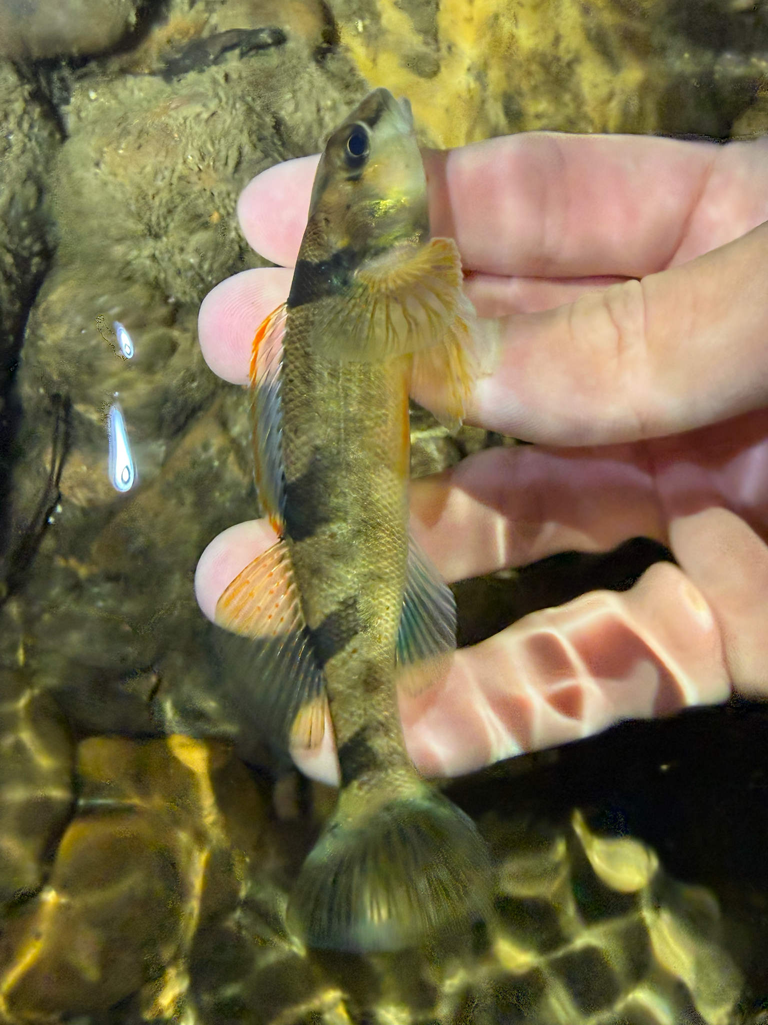 Arkansas Saddled Darter photo 4