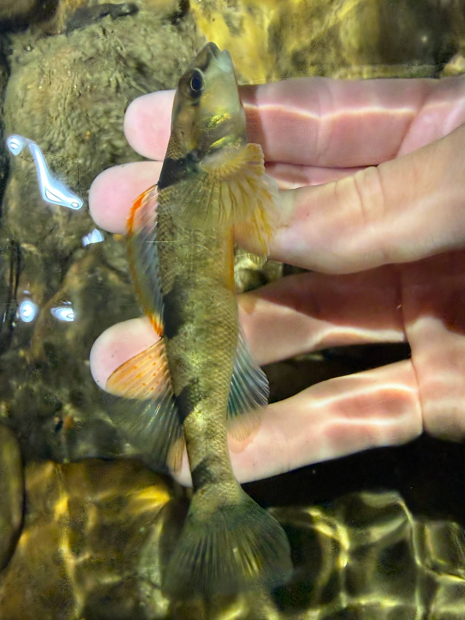 Arkansas Saddled Darter photo 5