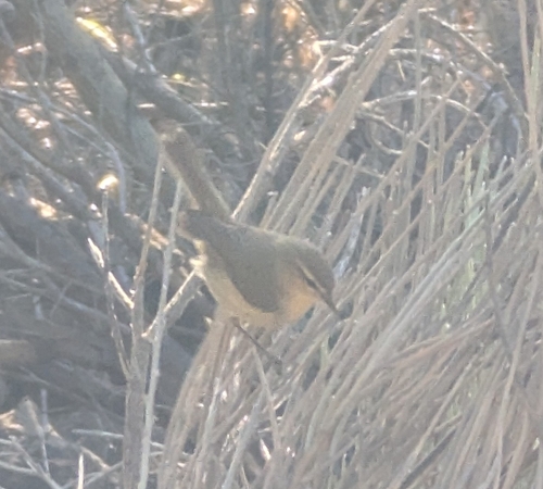 Canary Islands Chiffchaff (Phylloscopus canariensis), photo 2