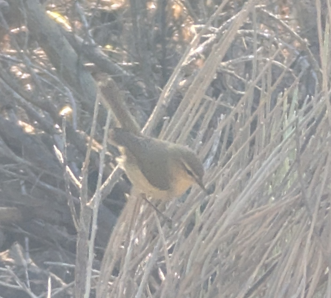 Mosquitero canario