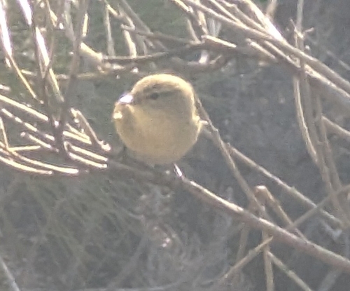 Canary Islands Chiffchaff (Phylloscopus canariensis), photo 7