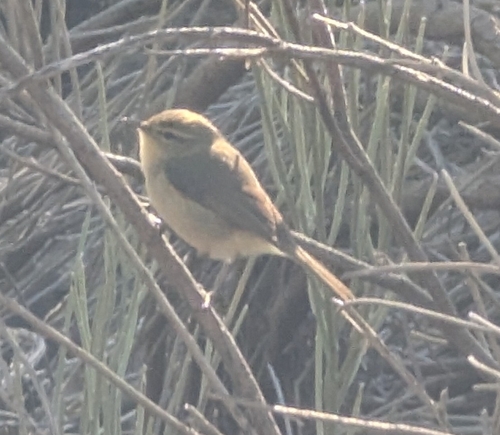 Canary Islands Chiffchaff (Phylloscopus canariensis), photo 8