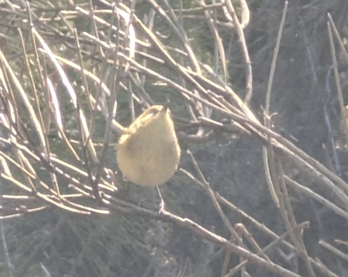 Canary Islands Chiffchaff (Phylloscopus canariensis), photo 3