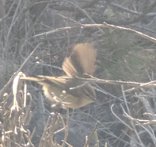 Canary Islands Chiffchaff (Phylloscopus canariensis), photo 9