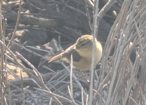 Canary Islands Chiffchaff (Phylloscopus canariensis), photo 10