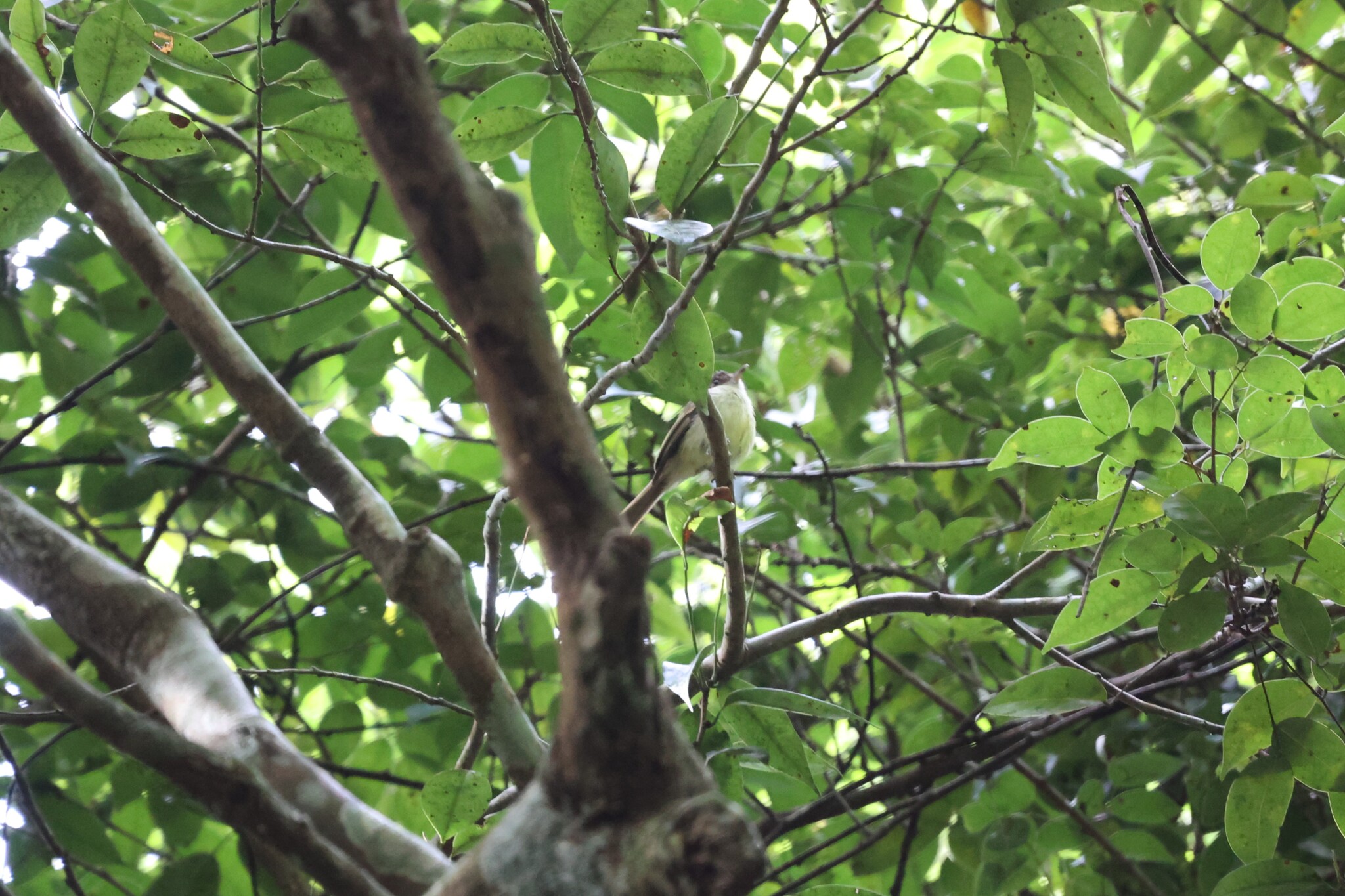 Northern Bentbill (Oncostoma cinereigulare), photo 3