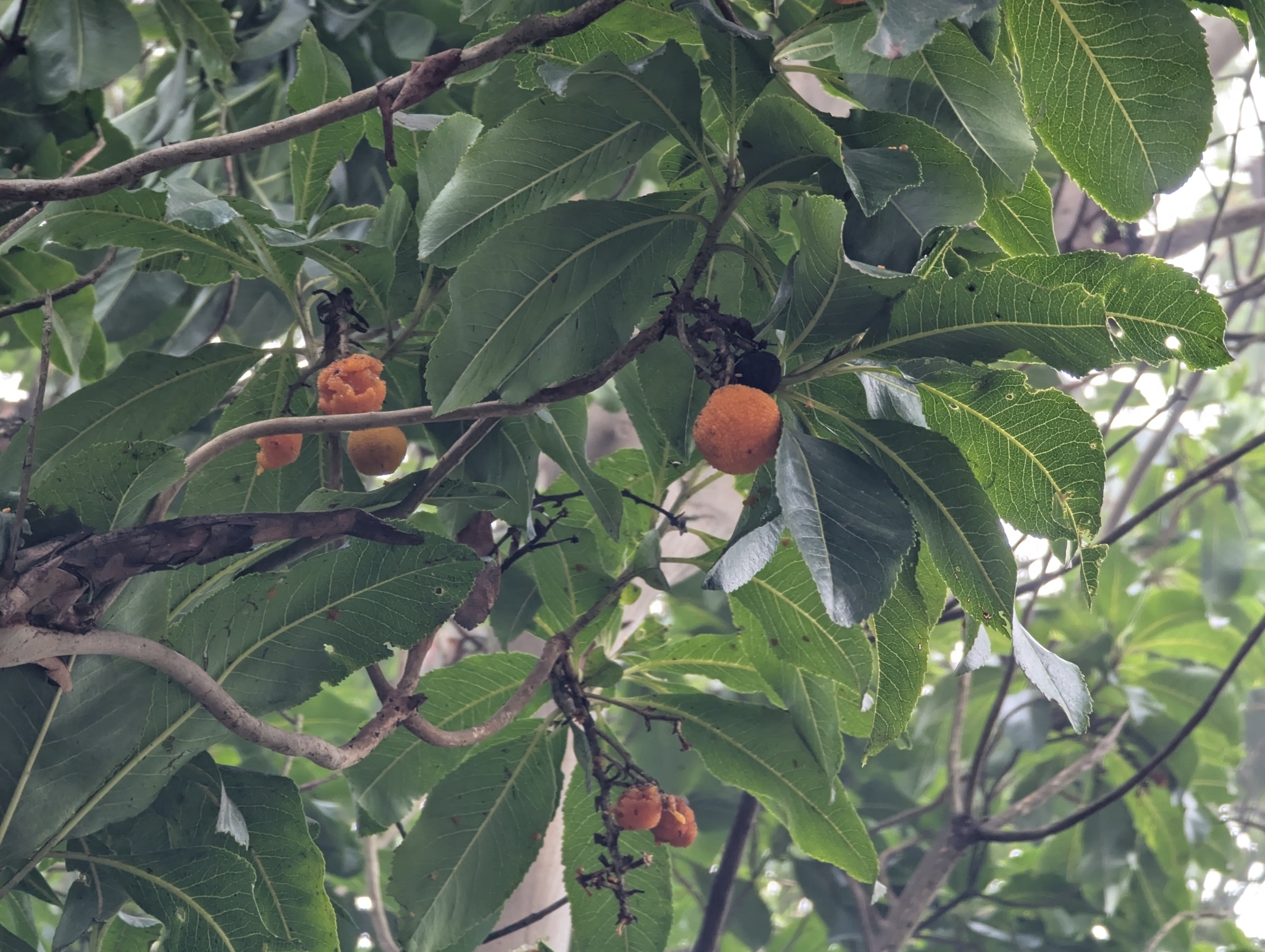 Canary strawberry tree