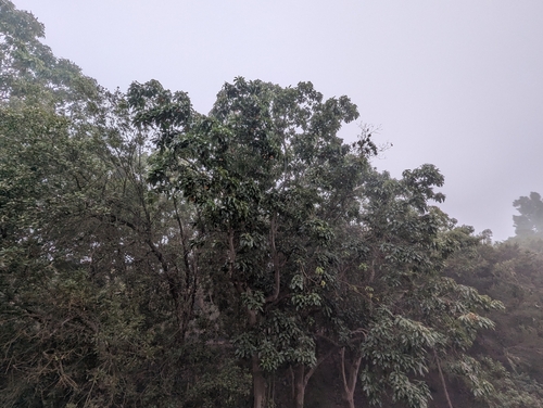 Arbutus canariensis, photograph 6