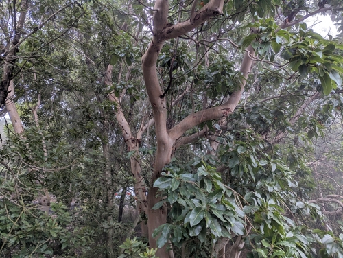 Arbutus canariensis, photograph 5