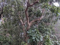 Arbutus canariensis, photograph (c) Elias, some rights reserved (CC BY)