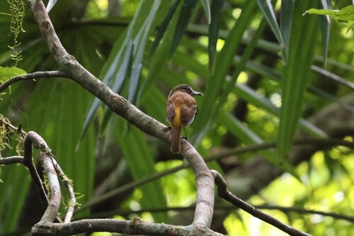 Bright-rumped Attila (Attila spadiceus), photo 2
