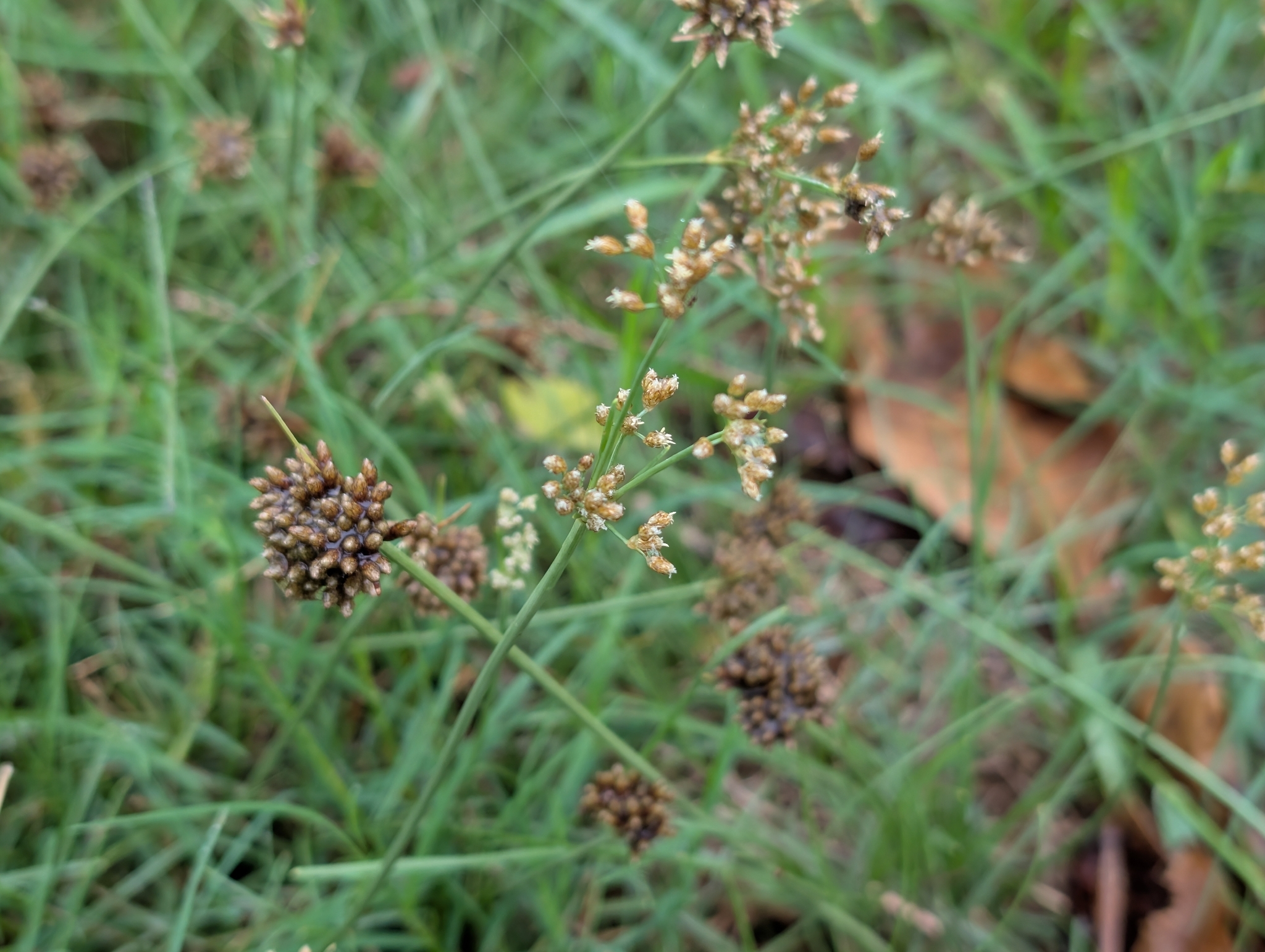 Fimbristylis cymosa