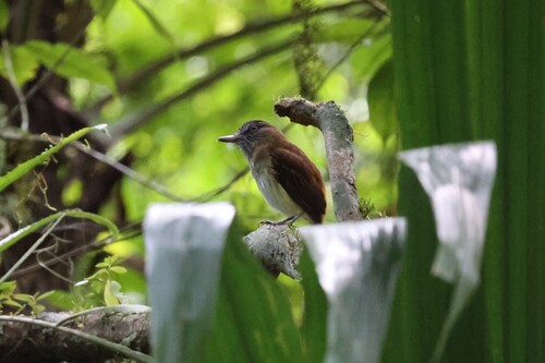 Bright-rumped Attila (Attila spadiceus), photo 3