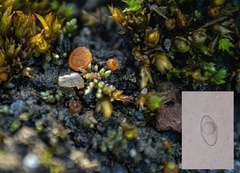 Octospora gyalectoides