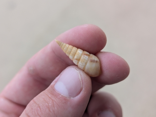 Pyramidella sulcata observed 2026-01-04