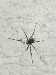 Platybunus