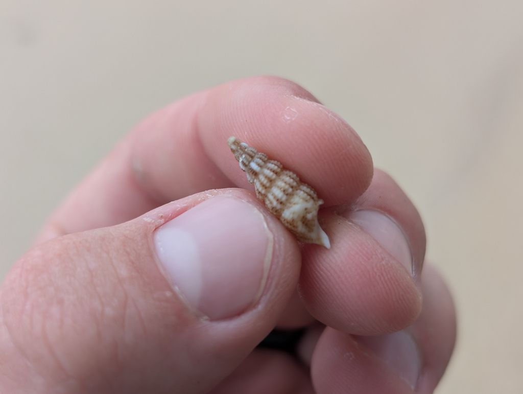 Cerithium rostratum