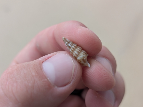 Cerithium rostratum observed 2026-01-04