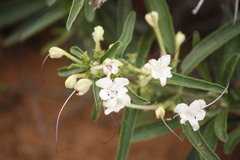 Clerodendrum ternatum, photograph author not stated, no rights reserved