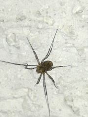 Platybunus