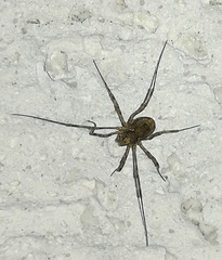 Platybunus