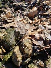 Coprinopsis stercorea